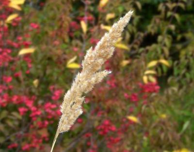 Прикрепленное изображение: DSCF5819.jpg